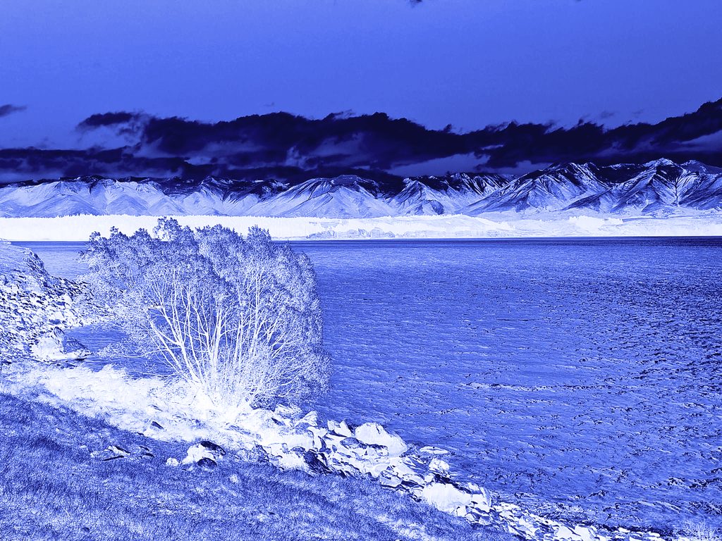 A willow beside a lake with snowy mountains behind, in pale blue